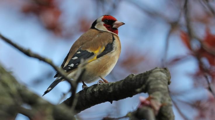 Nómada del viento, con Juan José Sanz (27/01/2026)