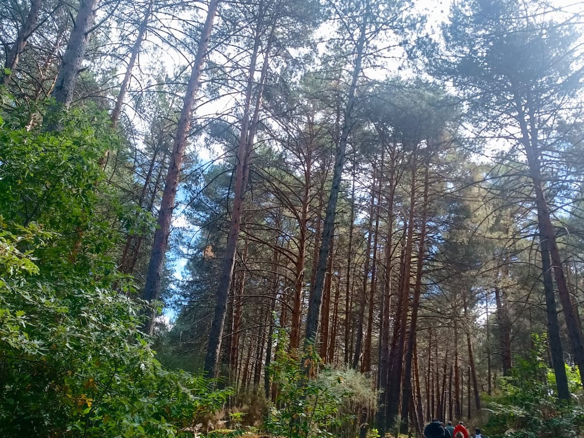 Vega de Espinareda tendrá un bosque laboratorio para estudiar la resistencia a plagas del pino