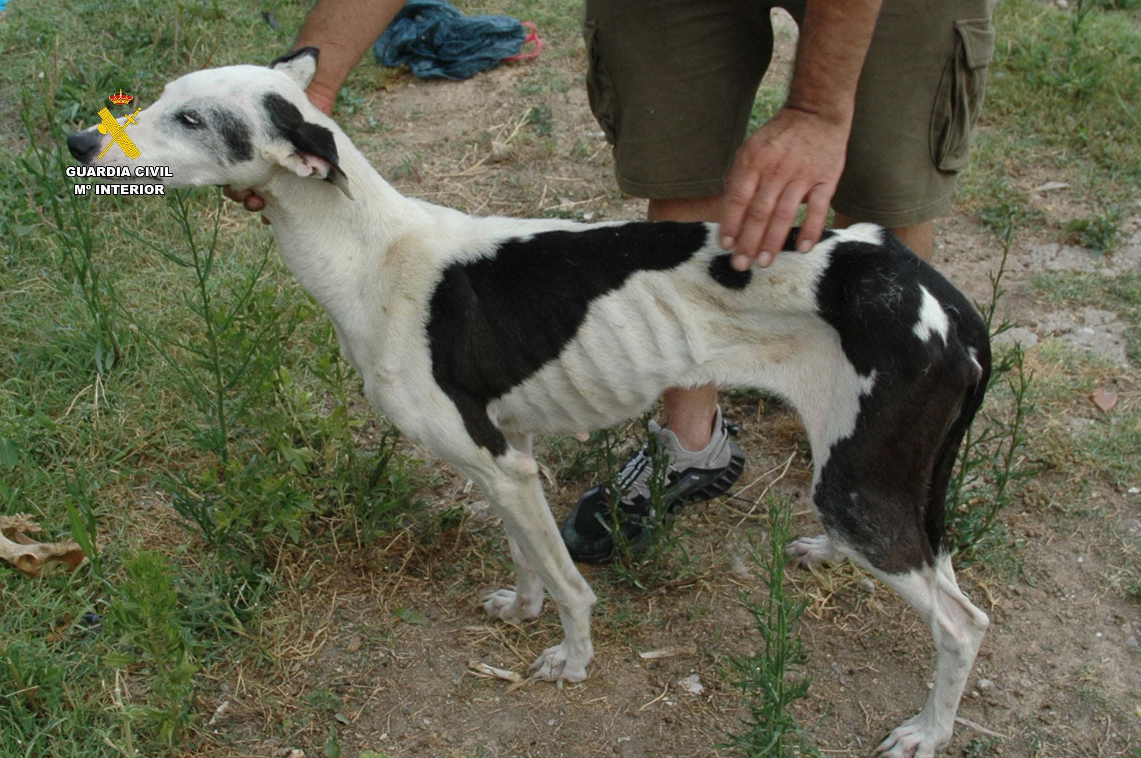 Maltrato animal en una perrera ilegal en La Rioja