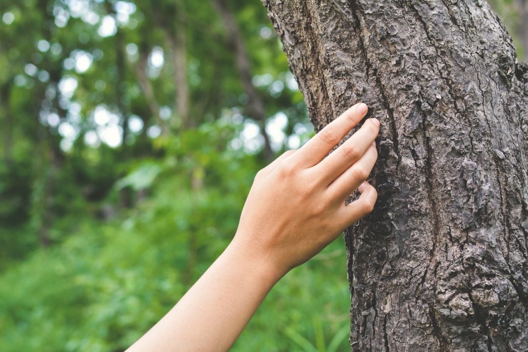 Una persona toca el tronco de un árbol en un bosque