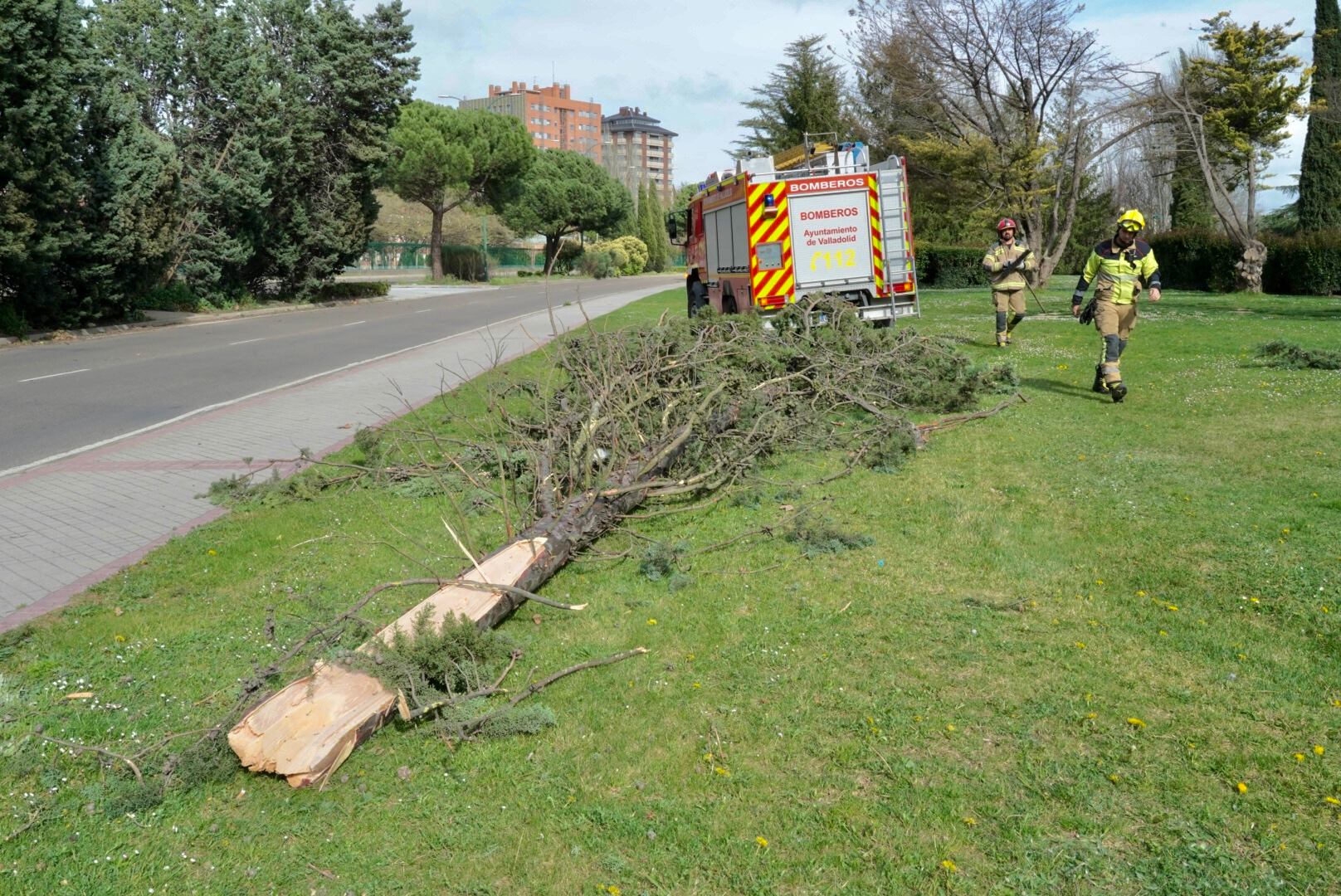 Los bomberos retiran un �rbol ca�do por el viento en la calle Padre Jos� Acosta de Valladolid