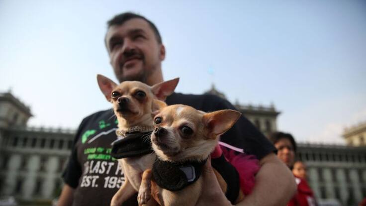 Mesa del Mundo: Reino Unido estudiará limitar los cohetes para no molestar a las mascotas