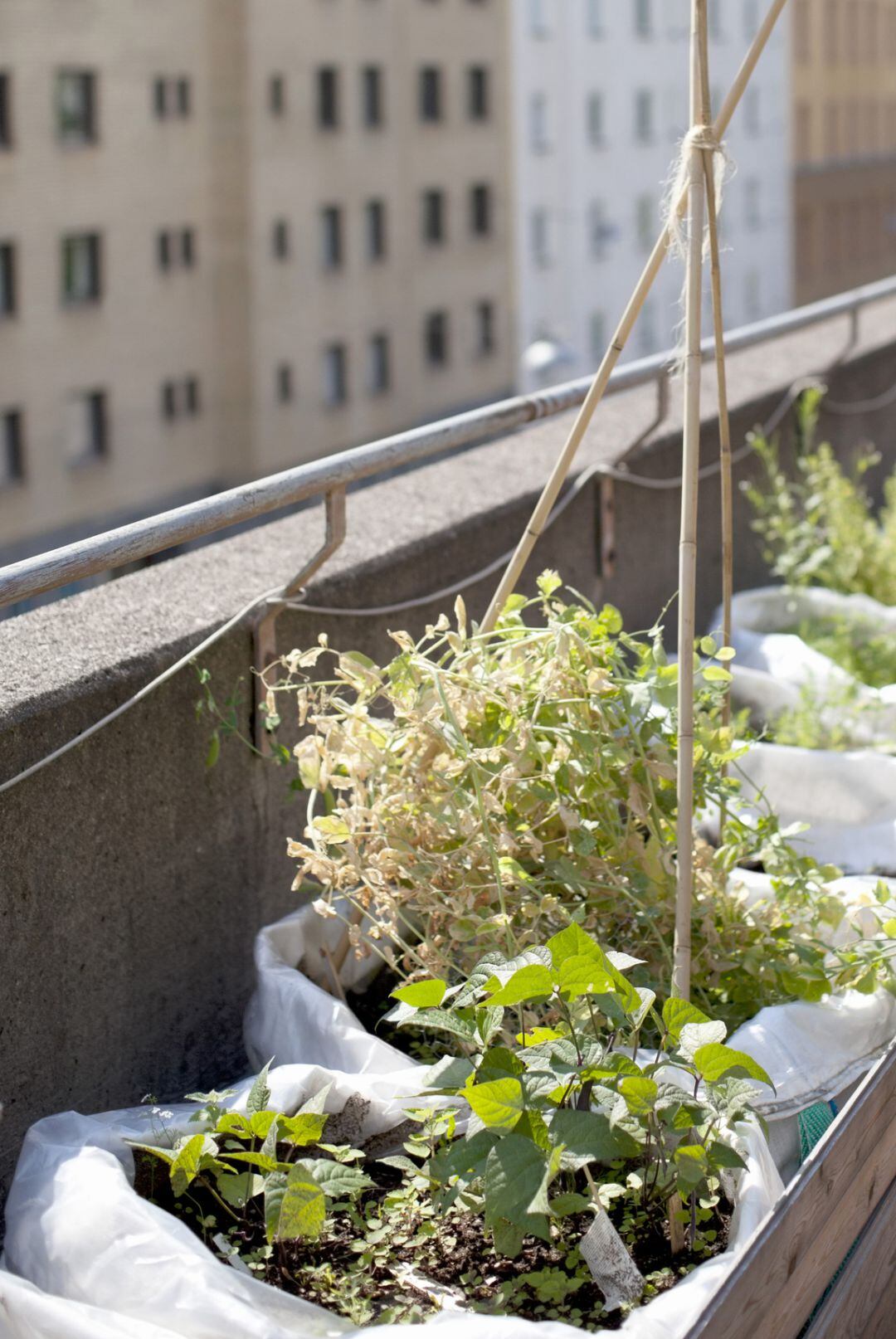 Plantas en terrazas de edificios