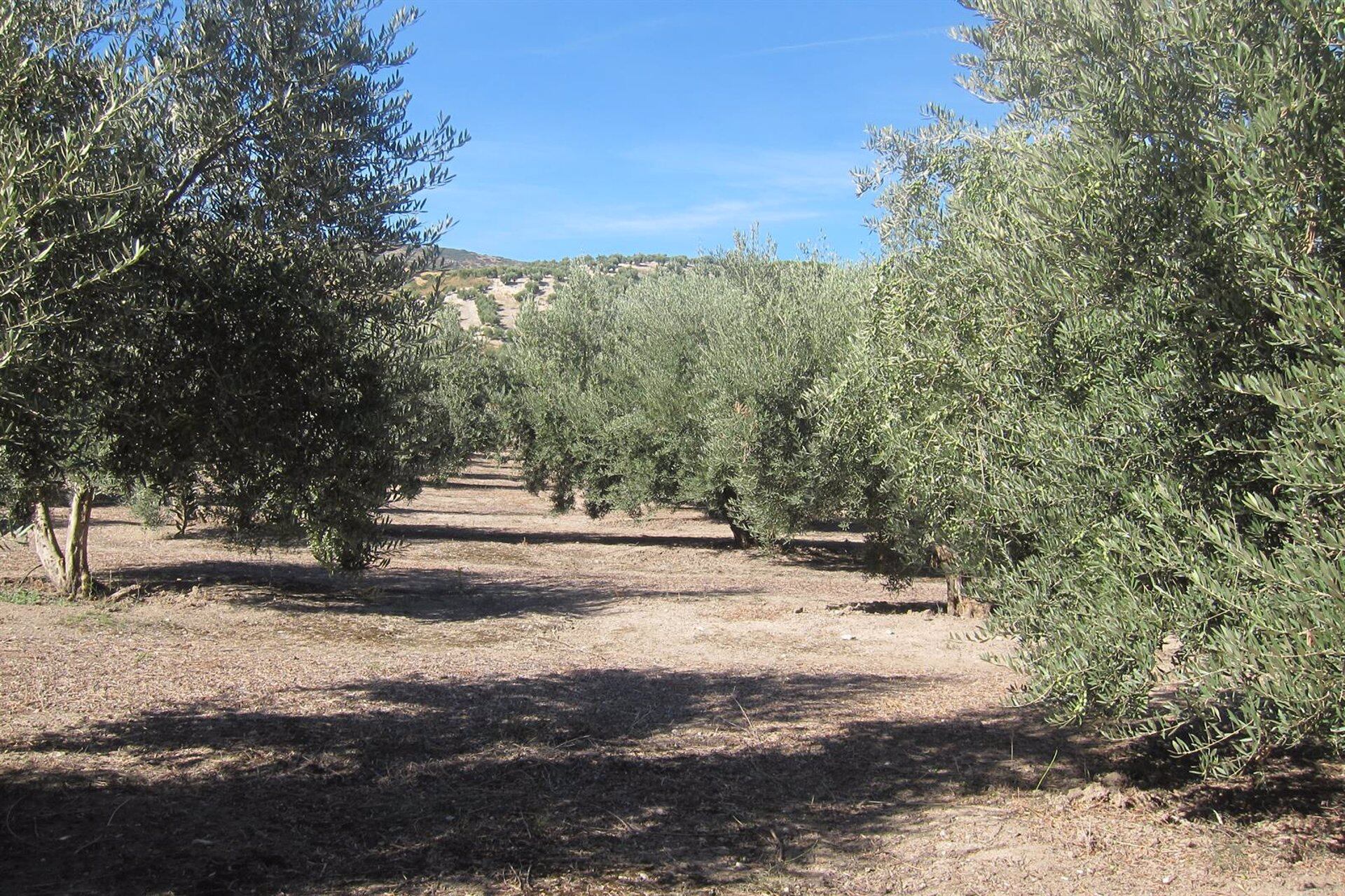 12/10/2018 Olivar en Jaén.
POLITICA ANDALUCÍA ESPAÑA EUROPA JAÉN
