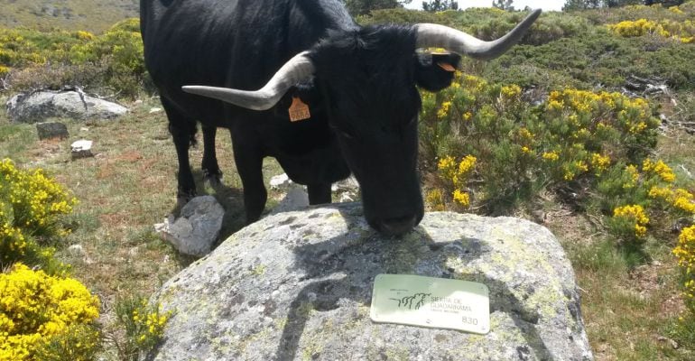 Vaca en el Parque Nacional de la Sierra de Guadarrama