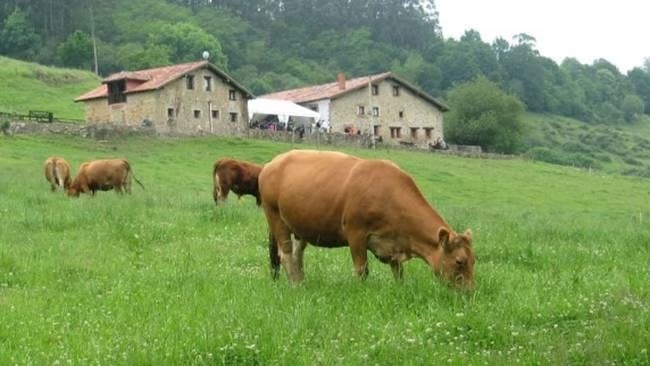 Vacas pastando en un prado