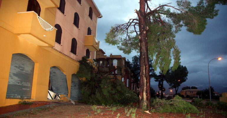 Un pi partit i reixes esbotzades a la urbanització Sole Mio de Mont-roig del Camp, com a conseqüència d'un petit tornado que ha afectat la zona el 2 de novembre del 2015. (Horitzontal)