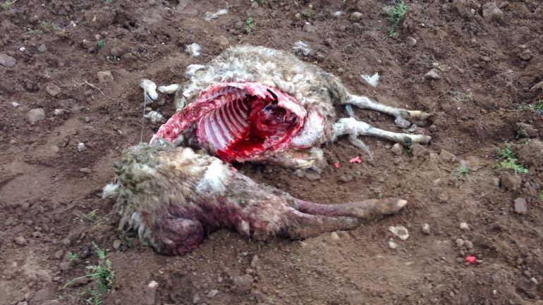 Estado en el que quedan las ovejas tras los ataques de los lobos