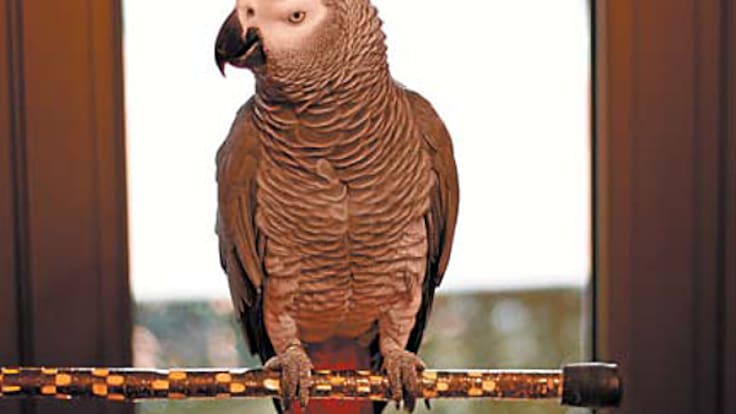 ¡Aparece Berritxu! El loro influencer con 600.000 seguidores vuelve a casa sano y salvo