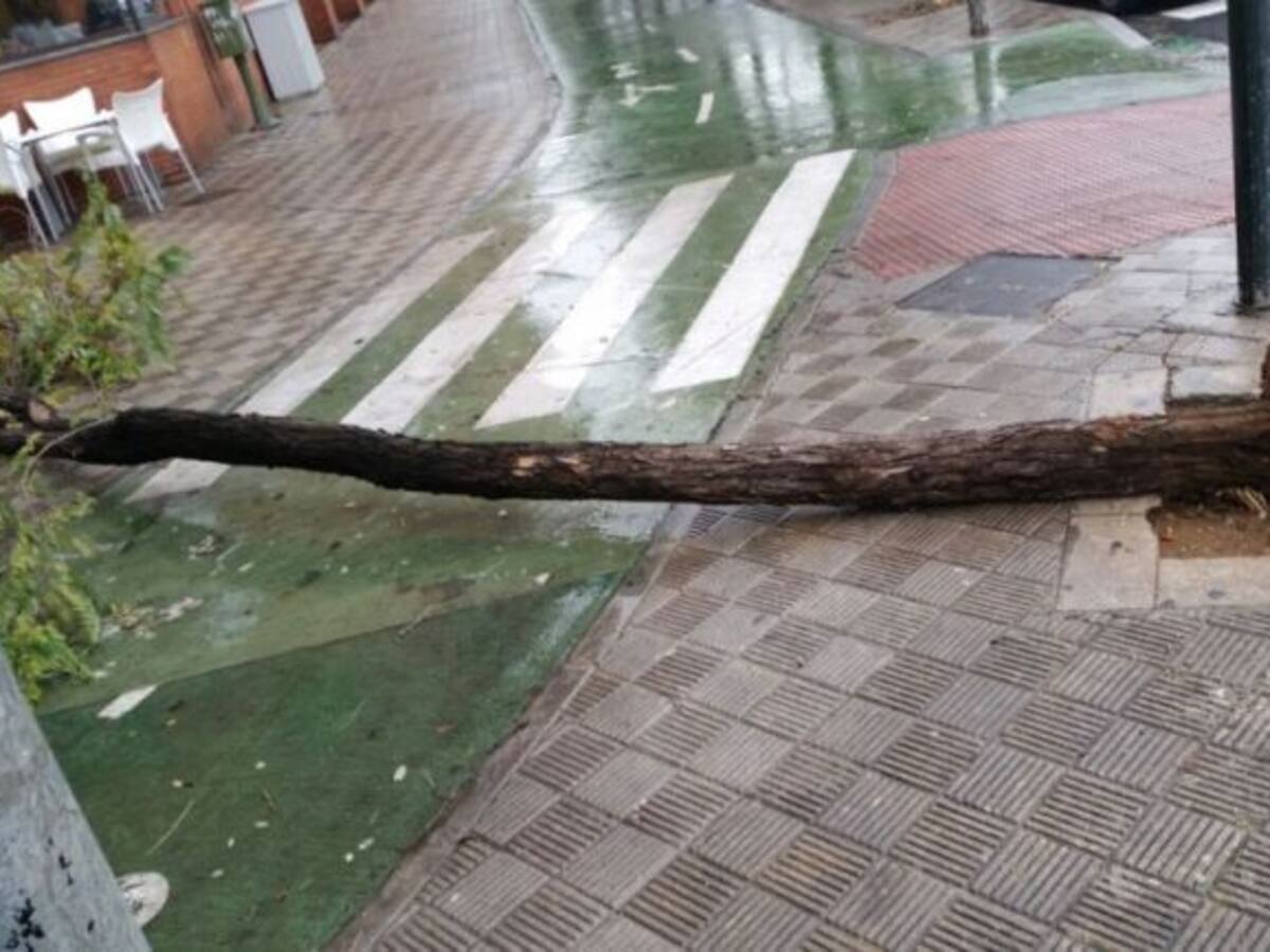 Un ciclista resulta herido leve por una caída de rama en Ramón y Cajal