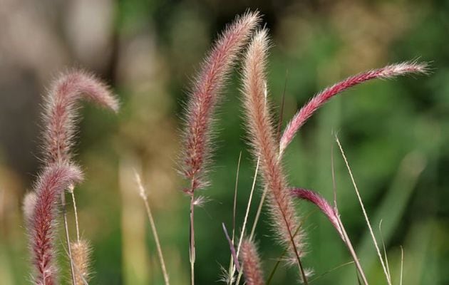 Rabo de gato (‘Pennisetum setaceum’).