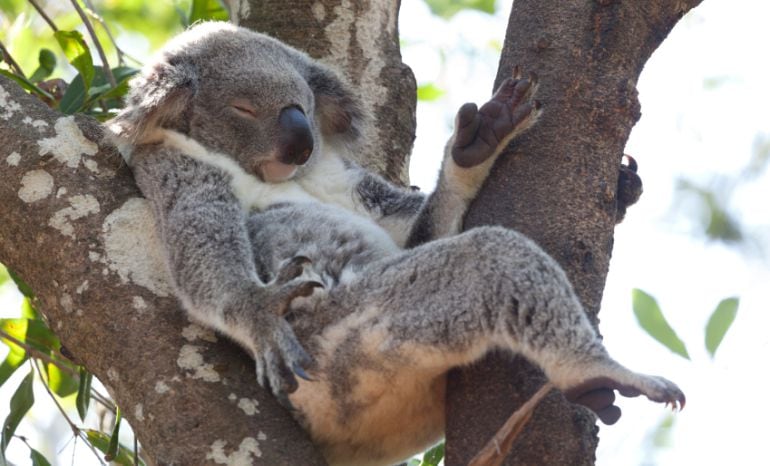 Los koalas y sus más de 14 horas y media de sueño diario. 