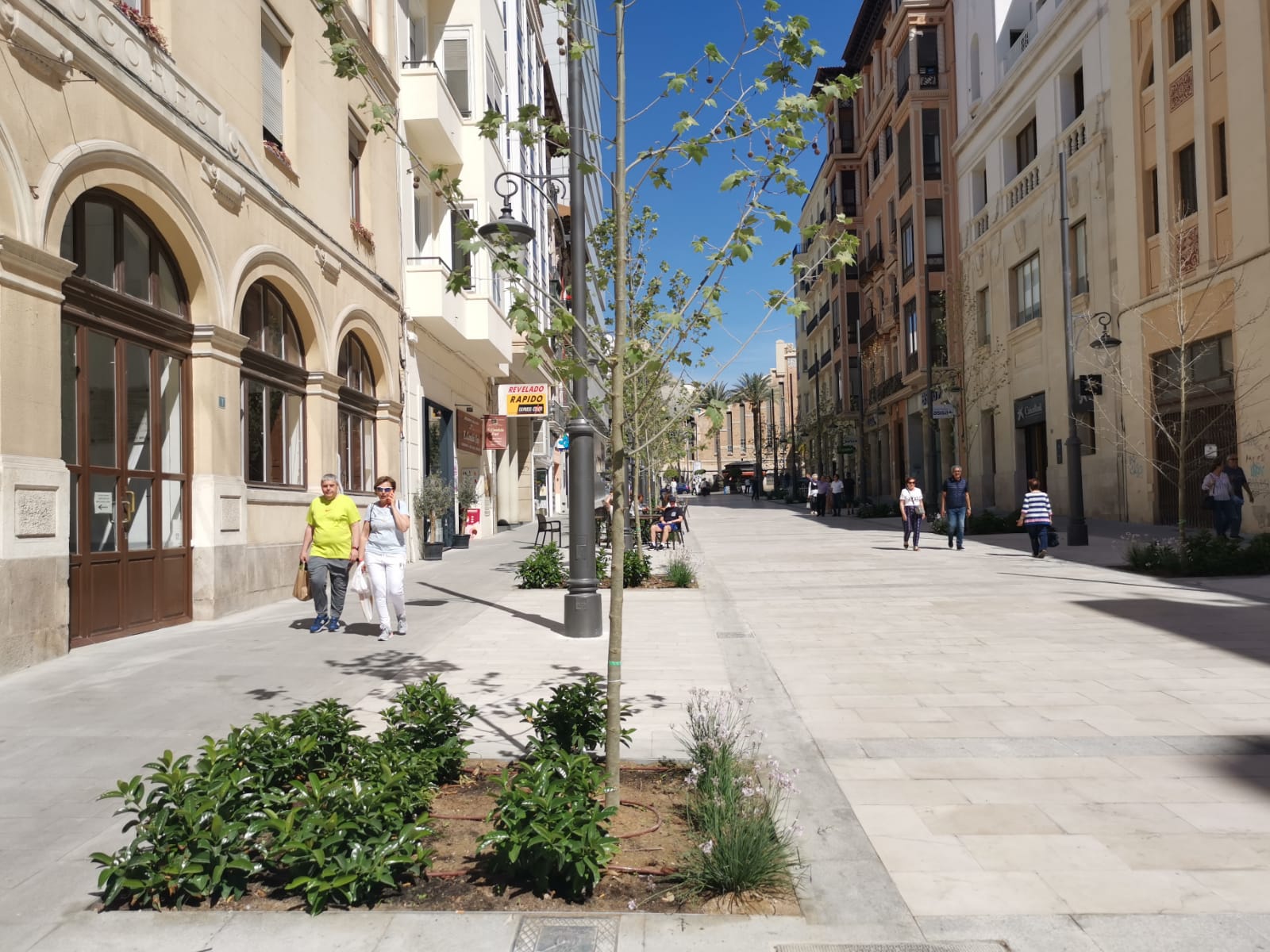 Los plátanos que sustituyeron a las melias de la avenida de la Constitución de Alicante no dan sombra.