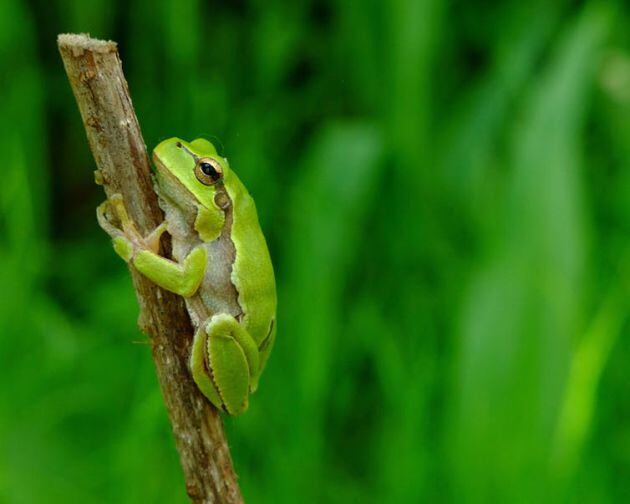 Adulto de Ranita de San Antón oriental (Hyla orientalis), Chernóbil (Ucrania). Mayo de 2018.