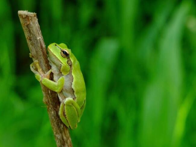 Adulto de Ranita de San Antón oriental (Hyla orientalis), Chernóbil (Ucrania). Mayo de 2018.