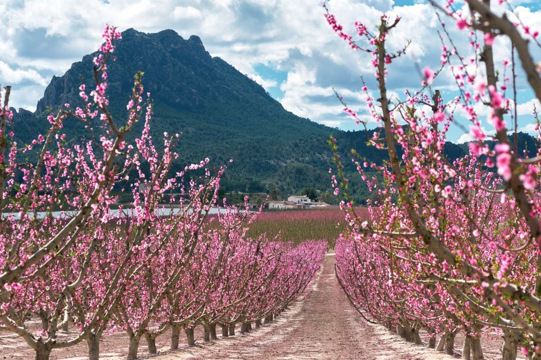 Campos de frutales en plena &#039;floración&#039; en Cieza