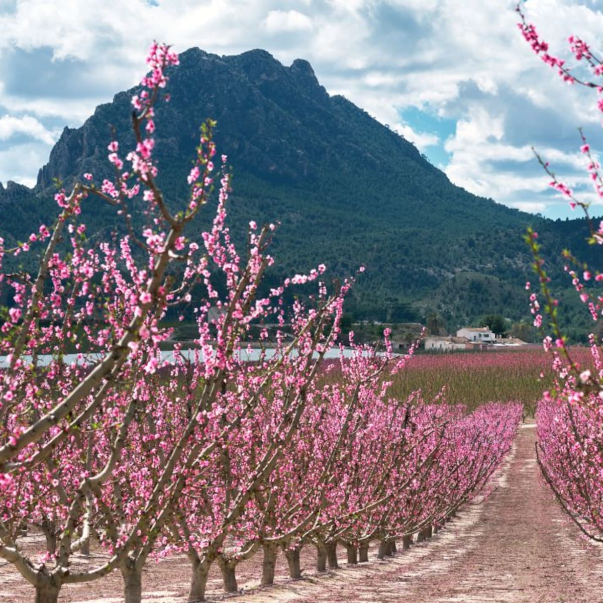 Cultura, rutas guiadas y gastronomía en el programa de la Floración de Cieza, del 12 de febrero al 22 de marzo