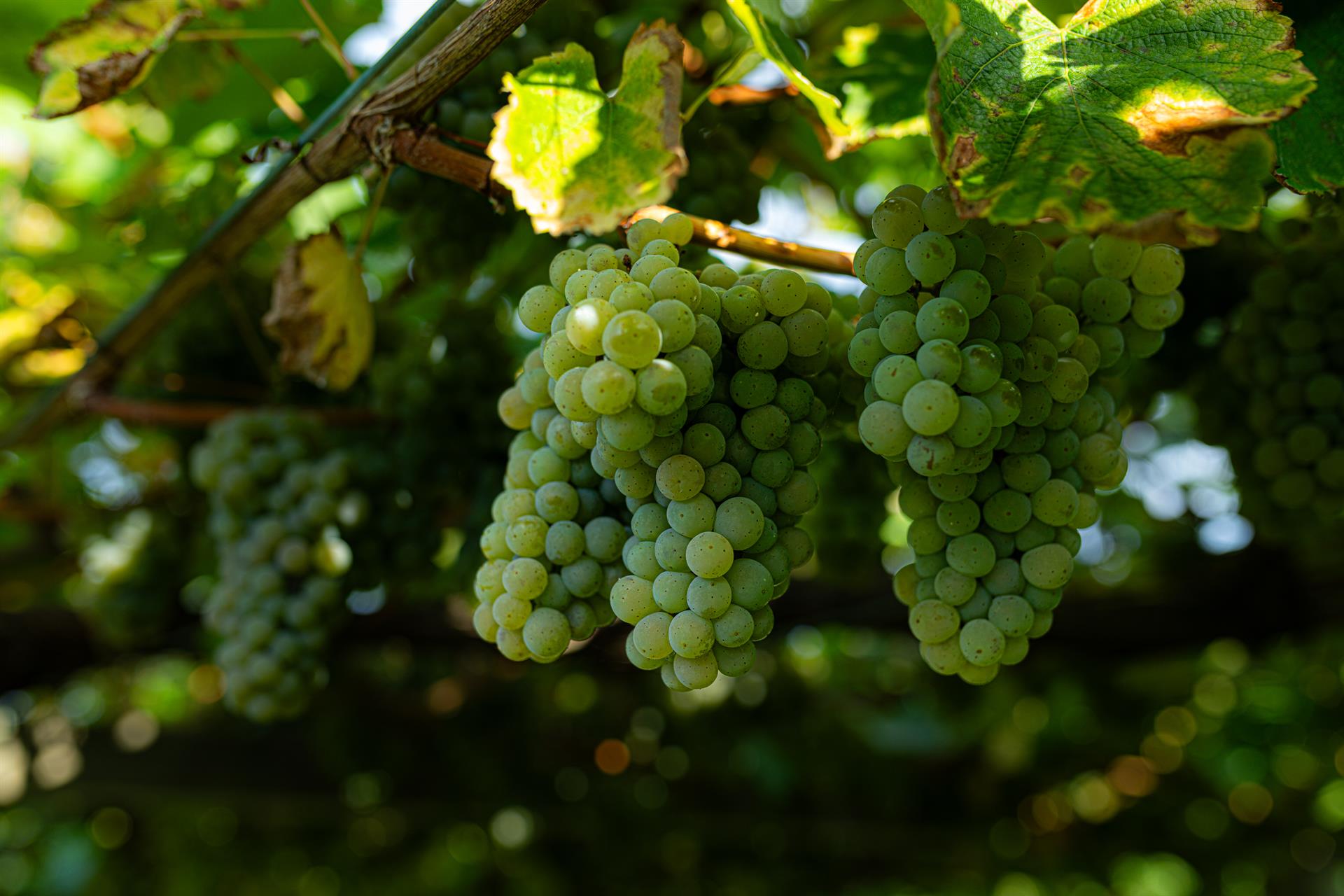 Racimo de uvas de un viñedo