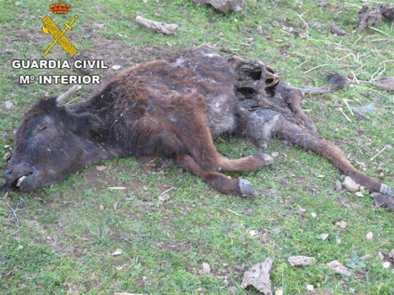 Becerro muerto tras ser toreado