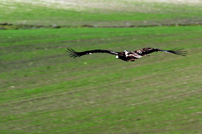 Un ejemplar de águila imperial ibérica vuela sobre la sierra de La Janda en el término municipal de Castilblanco de los Arroyos (Sevilla)