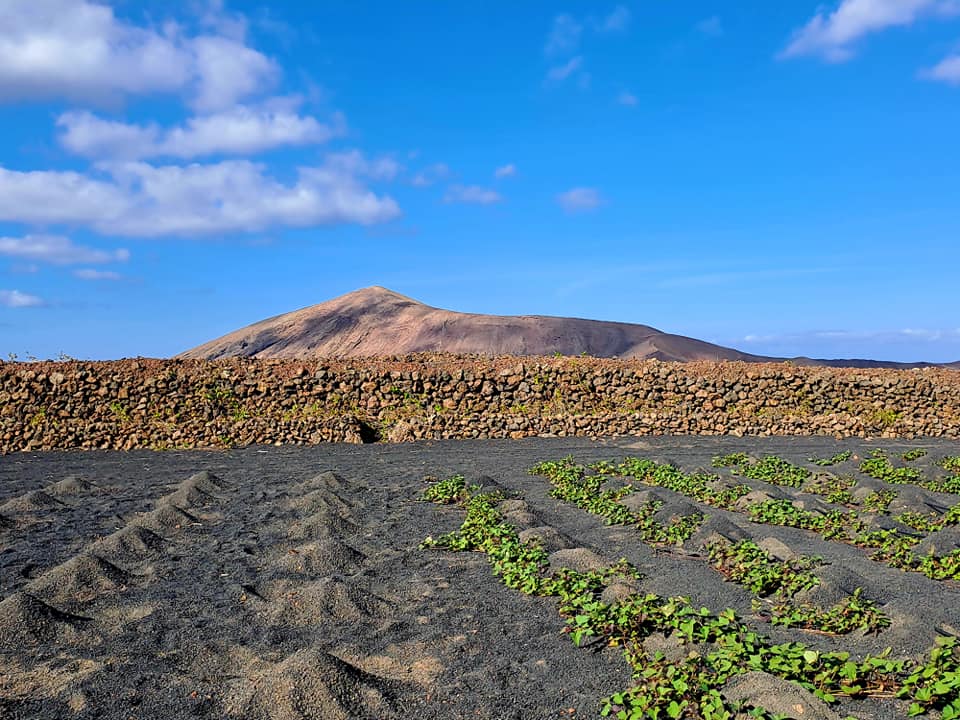 Campo de Lanzarote.