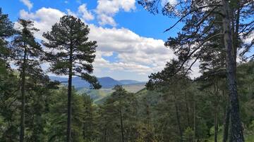 En busca de arces en la dehesa del Masegar de Huélamo, en la Serranía de Cuenca