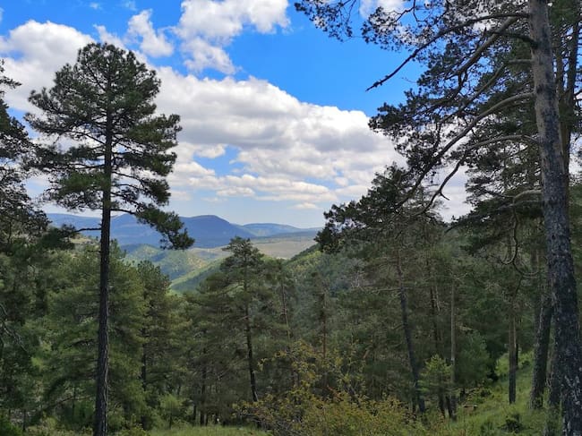 Ruta por la dehesa del Masegar en Huélamo (Cuenca).