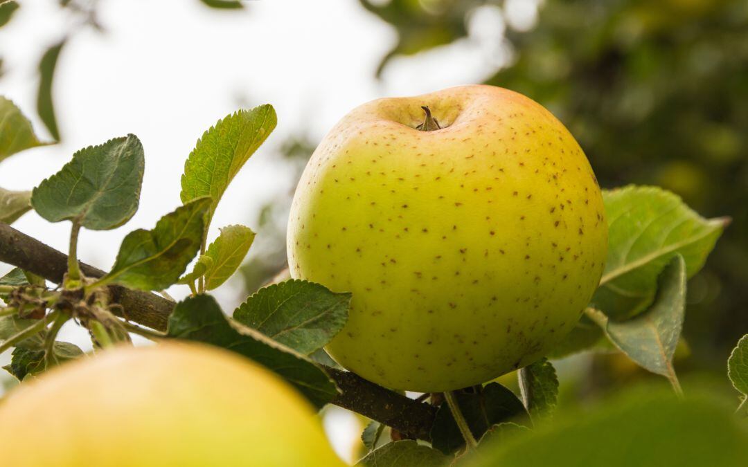 Manzana reineta