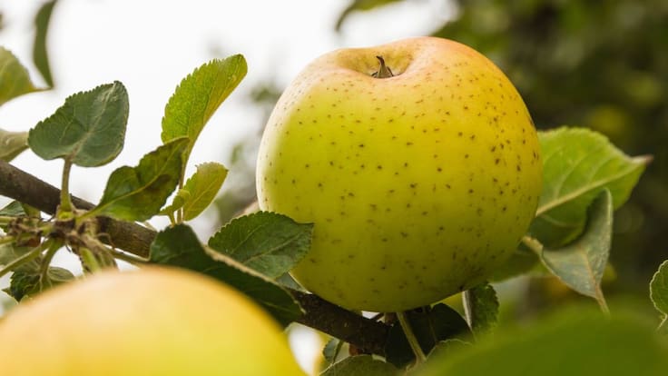 Pan normando con manzana del Bierzo