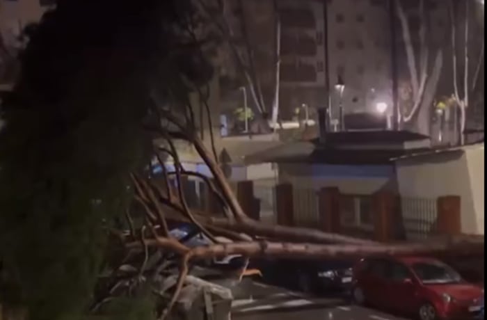Caída de un árbol en el Parque María Cristina