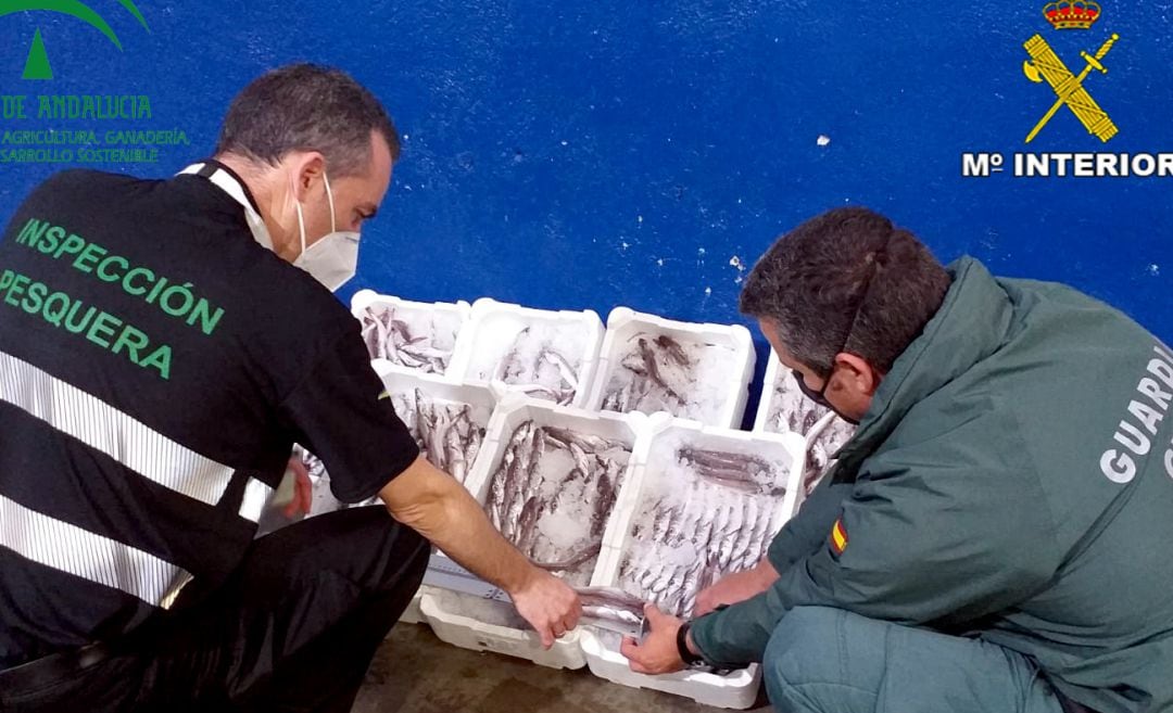 Dos agentes de la Guardia Civil observan la merluza incautada.