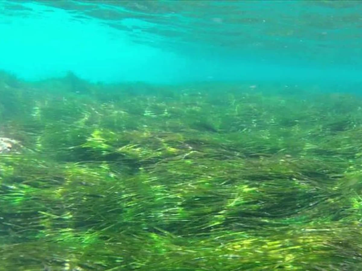 Los trabajos de limpieza de las aguas próximo al club Náutico de Los Nietos permiten retirar 30 m3 de algas