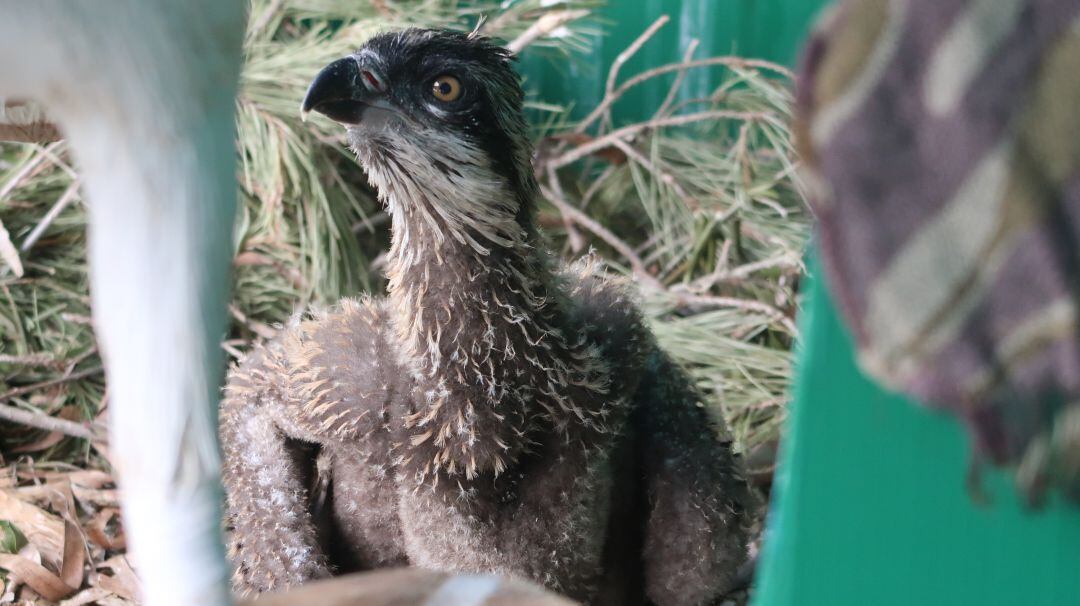 El poll tindrà moltes més opcions de sobreviure fora del niu després de ser el tercer en néixer.