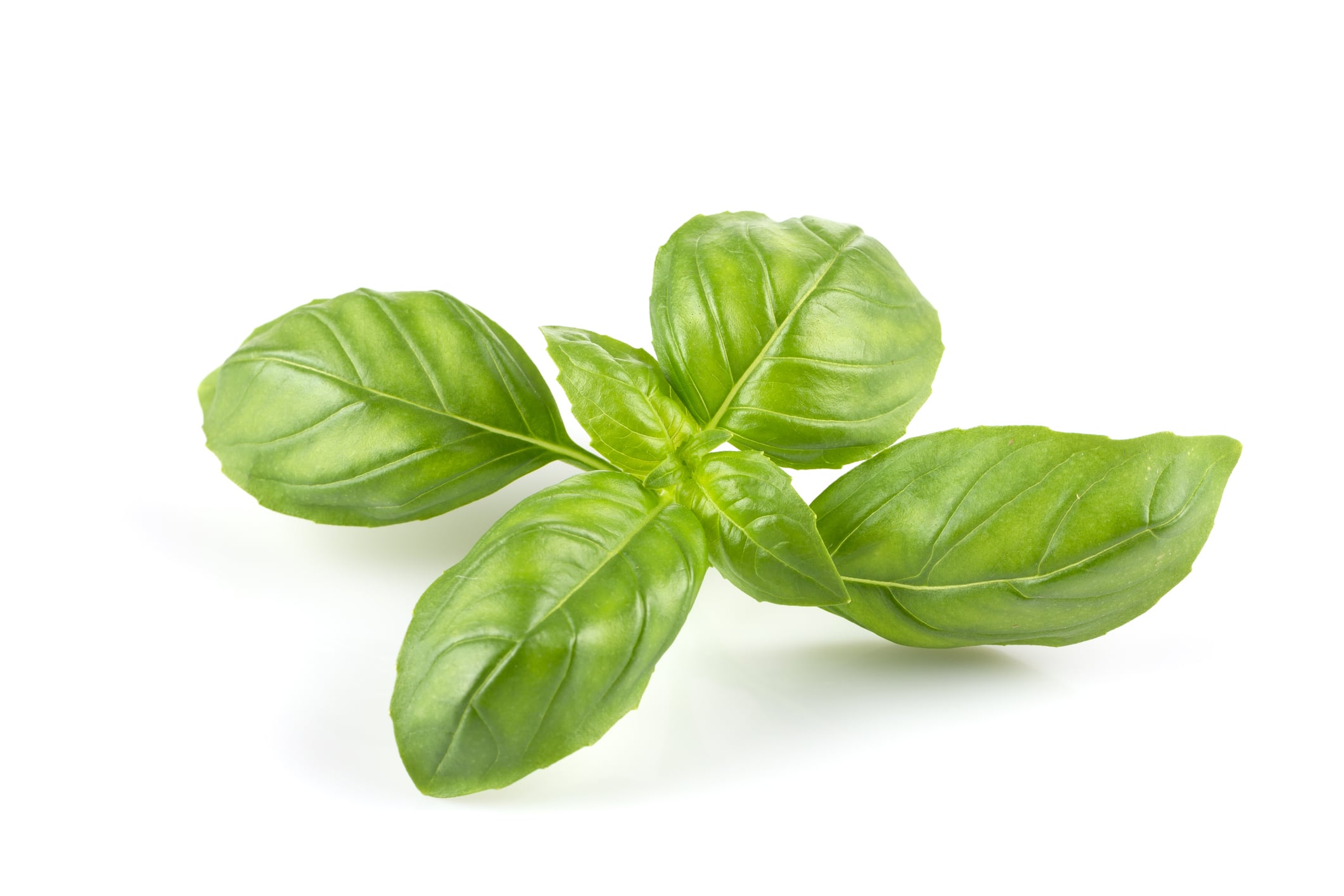 Fresh green leaf basil isolated on a white background