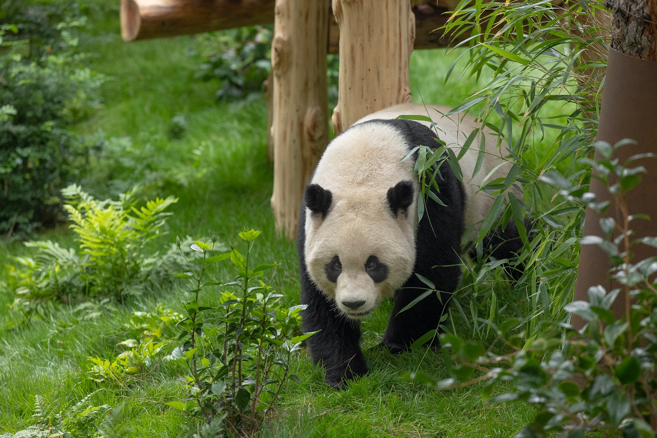 San Diego en California, es otro de los lugares donde China ha enviado dos osos panda junto con el Zoo de Madrid. Archivo.