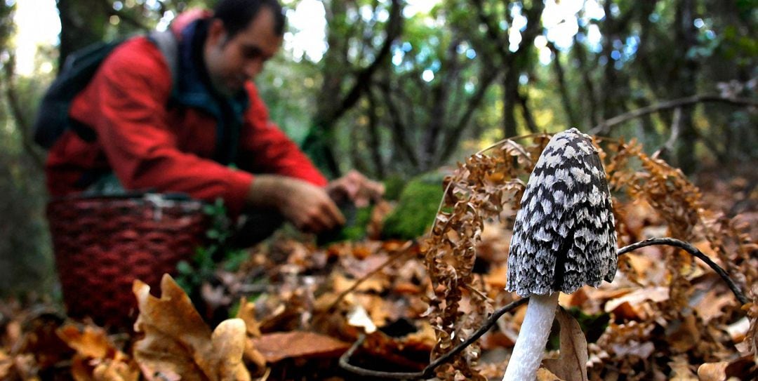 Una persona recoge setas en un bosque.