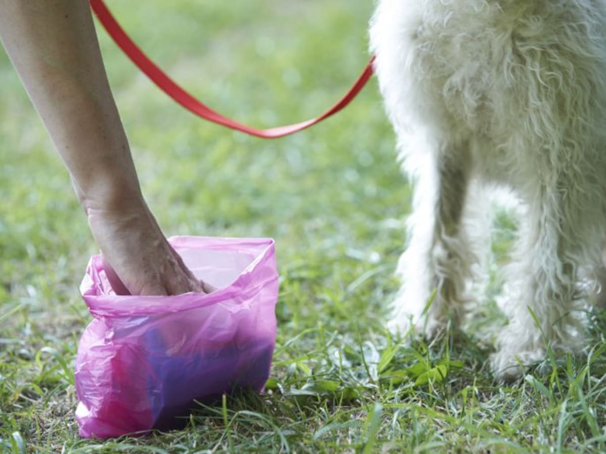 Ayuntamiento de Palencia y URBASER distribuirán 45.000 bolsas para recoger los excrementos de perros