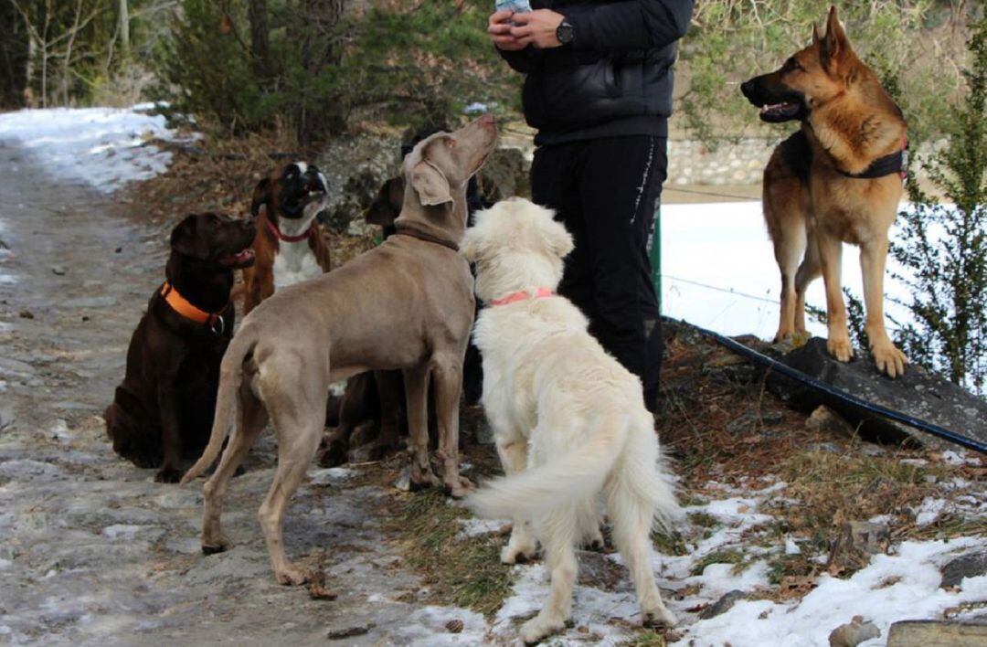 Els comuns partidaris de l'ADN caní, mantenen la confiança en el sistema malgrat la protesta dels veterinaris