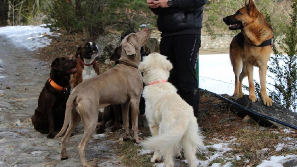 Els comuns partidaris de l'ADN caní, mantenen la confiança en el sistema malgrat la protesta dels veterinaris