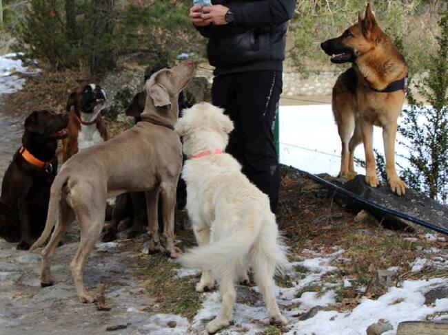 Els comuns partidaris de l'ADN caní, mantenen la confiança en el sistema malgrat la protesta dels veterinaris