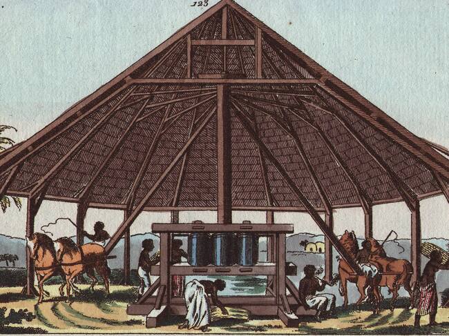 Esclavos moliendo azúcar (Saccharum officinarum) en una plantación de caña de azúcar. Grabado en cobre coloreado a mano de una ilustración botánica de la obra «Unterhaltungen aus der Naturgeschichte» (Enciclopedia de Historia Natural) de G. T. Wilhelm, Viena, 1816.