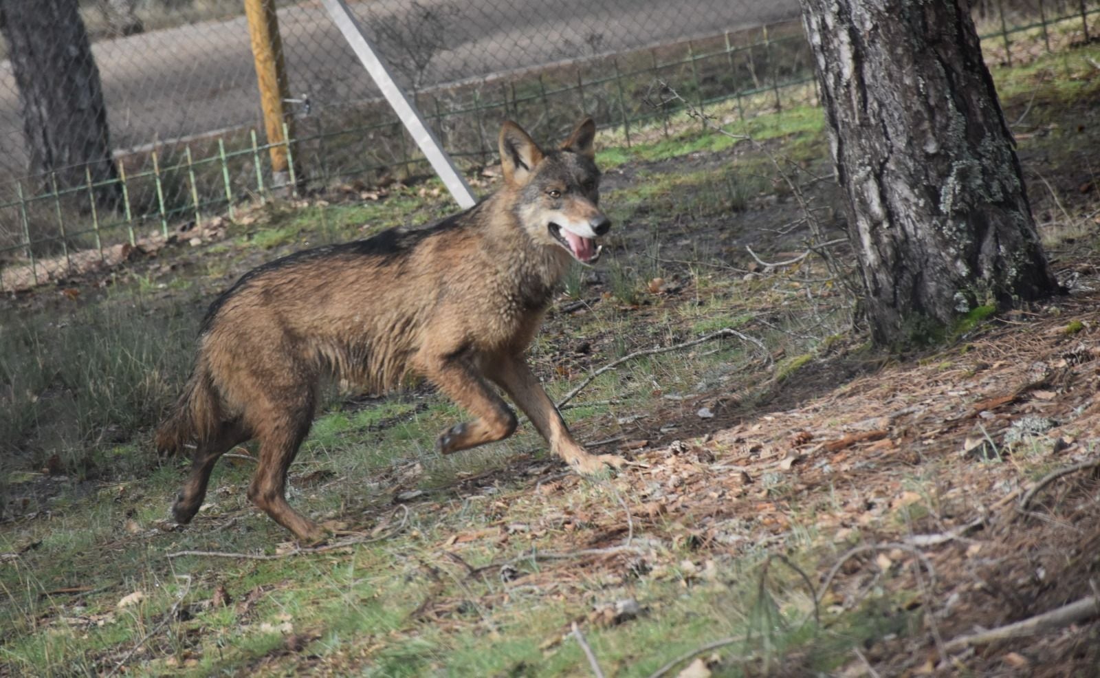 El parque de El Hosquillo vuelve a contar con lobos ibéricos cinco años después