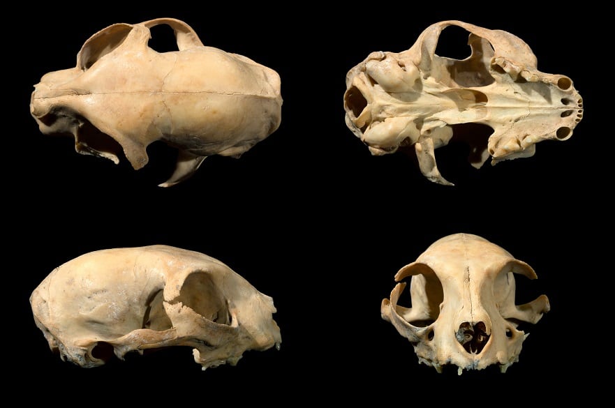 Muestras de cráneos encontrados durante una investigación en Kazajistán