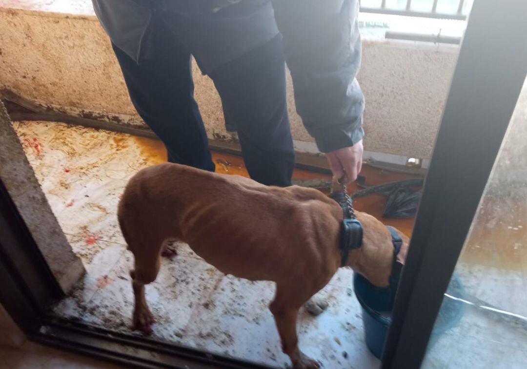 El perro encontrado famélico y entre excrementos en el balcón en Bellreguard 