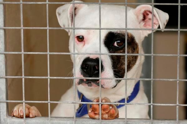 Uno de los perros rescatados del incendio del refugio de perros de Manchester, Inglaterra