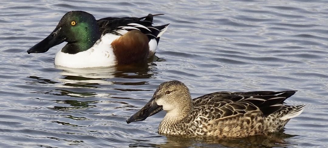 Pareja de patos cuchara comunes