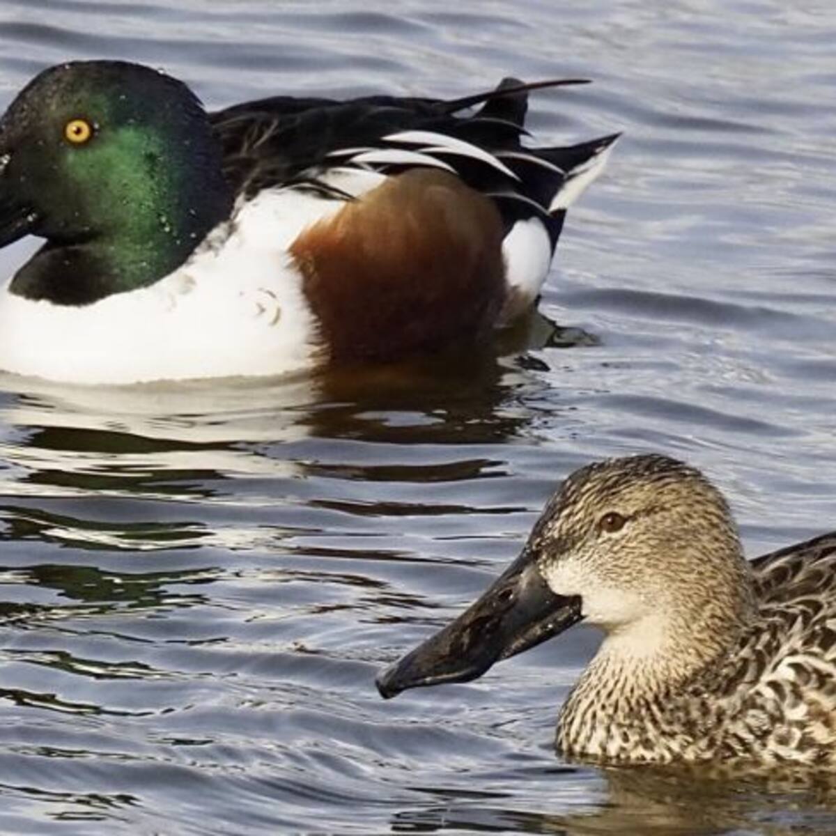 Albacete cuenta con unas 5.500 aves