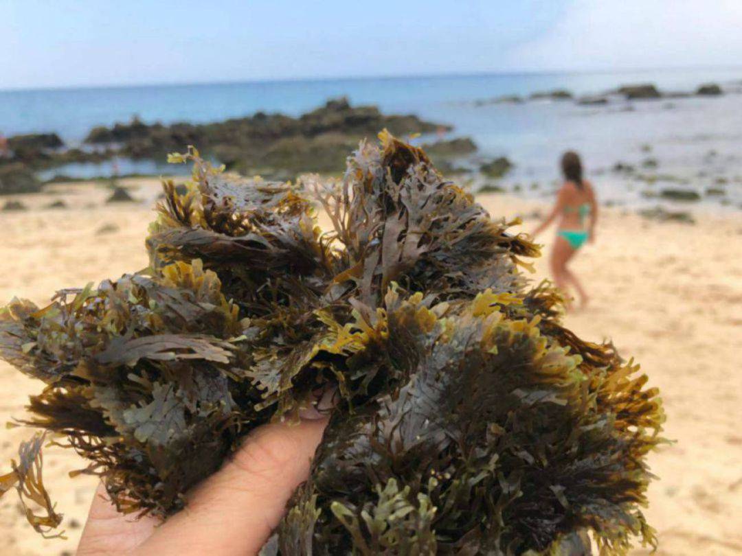 Alga en playas de Tarifa.