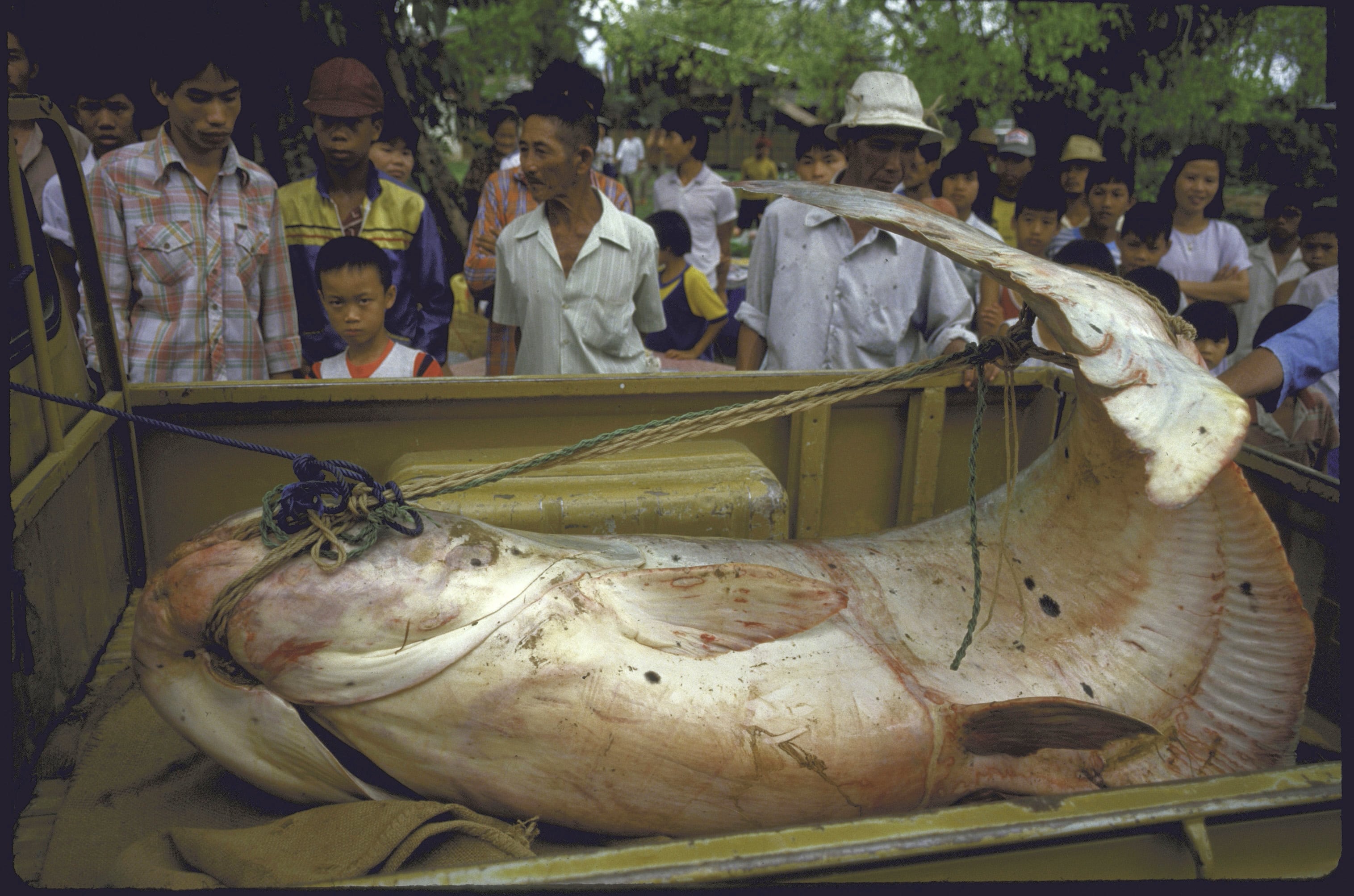 Pez gato, uno de los peces más grandes del mundo.