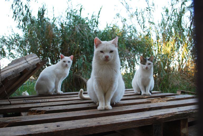 Colonia felina del Bioparc